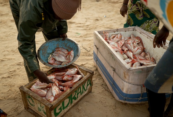 Foto - Bu ülkede 53 bin kişi balıkçılıktan geçim sağlıyor