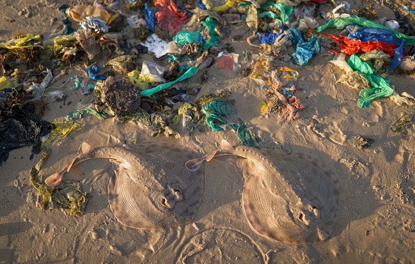 Foto - Bu ülkede 53 bin kişi balıkçılıktan geçim sağlıyor