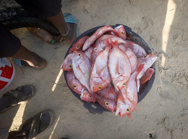 Foto - Bu ülkede 53 bin kişi balıkçılıktan geçim sağlıyor