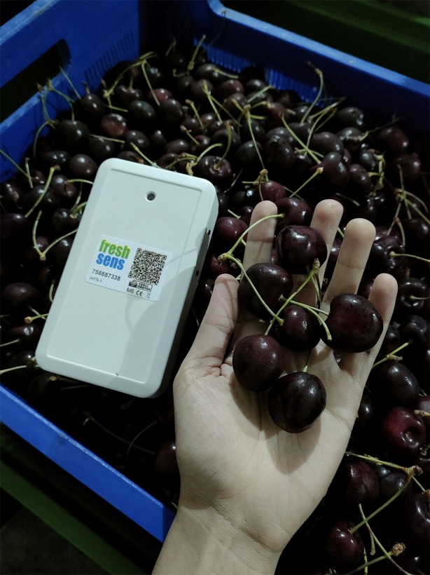 Foto - Bu ürün meyve, sebze ve çiçekleri uyutup raf ömrünü uzatıyor