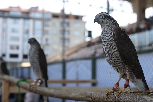 Foto - Bu yarışmada en güzel atmacalar seçildi