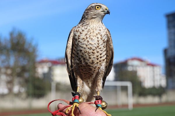 Foto - Bu yarışmada en güzel atmacalar seçildi