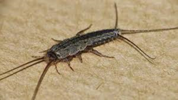 Foto - Bu yasaklara inanamayacaksınız