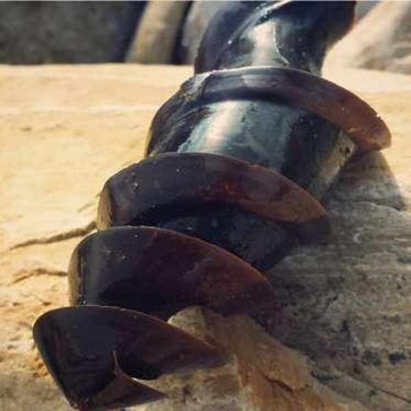 Foto - Bu yavru aslında dünyanın en tehlikeli canlısı!