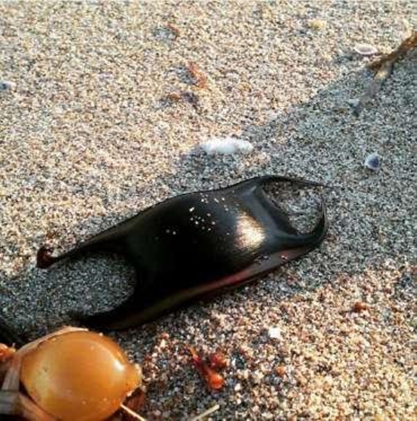 Foto - Bu yavru aslında dünyanın en tehlikeli canlısı!