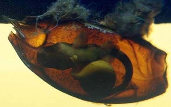 Foto - Bu yavru aslında dünyanın en tehlikeli canlısı!