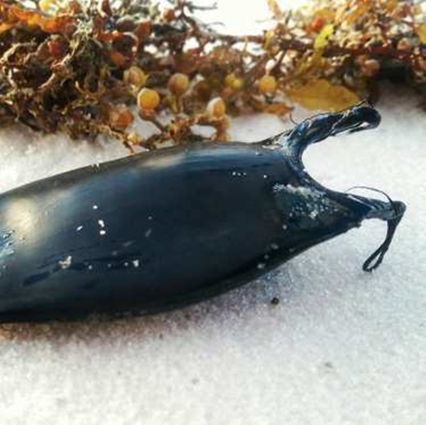 Foto - Bu yavru aslında dünyanın en tehlikeli canlısı!