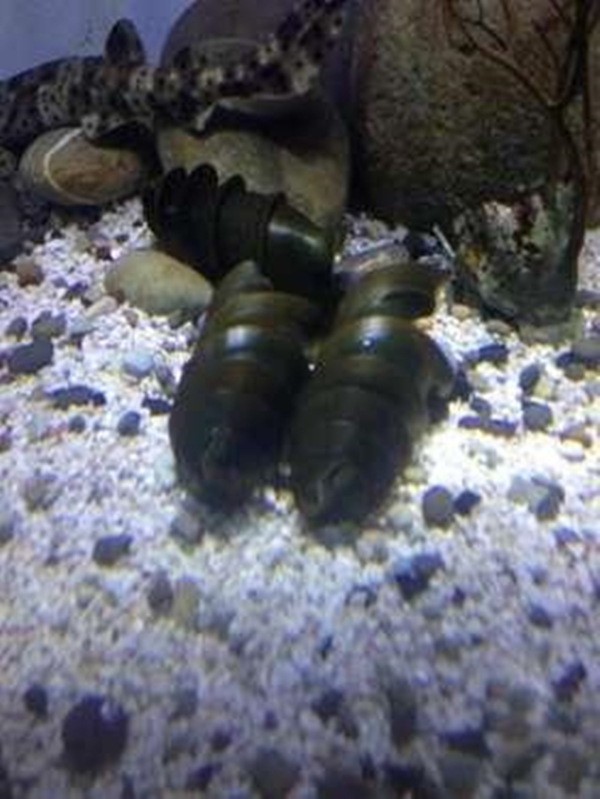 Foto - Bu yavru aslında dünyanın en tehlikeli canlısı!