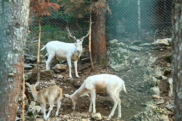 Foto - Bu yayla görenleri mest ediyor