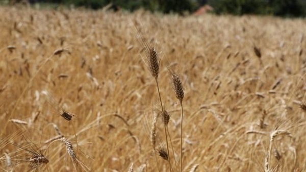 Foto - Bu yıl buğday stokları yeterli mi? Milyonları kuraklık kaygısı sardı