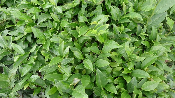 Foto - Bu yıl çaylar dalında yandı