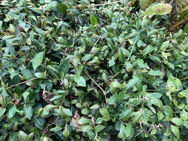 Foto - Bu yıl çaylar dalında yandı