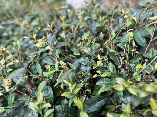 Foto - Bu yıl çaylar dalında yandı