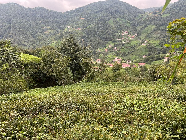 Foto - Bu yıl çaylar dalında yandı