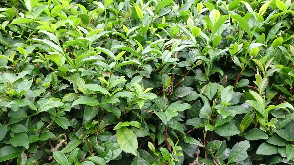 Foto - Bu yıl çaylar dalında yandı