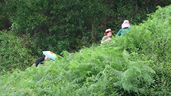 Foto - Bu yıl çaylar dalında yandı