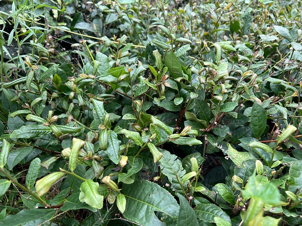 Foto - Bu yıl çaylar dalında yandı