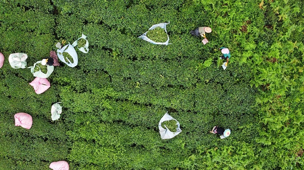 Foto - Bu yıl çaylar dalında yandı