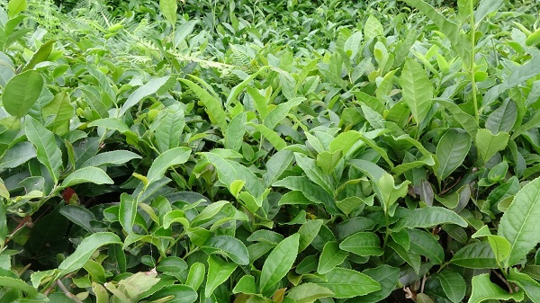 Foto - Bu yıl çaylar dalında yandı