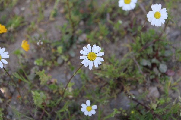 Foto - Bu yıl kar değil papatyalar şehri beyaza bürüdü
