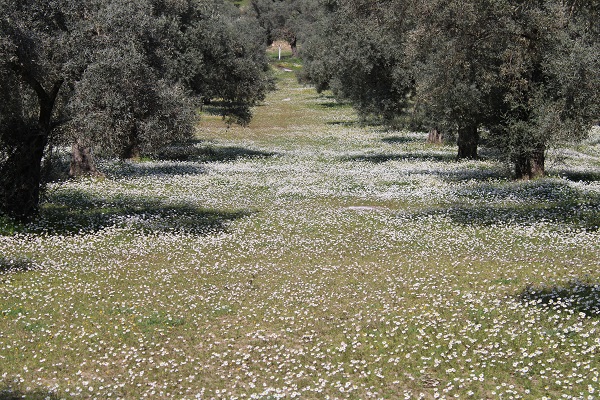 Foto - Bu yıl kar değil papatyalar şehri beyaza bürüdü