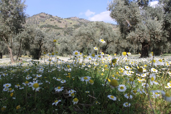Foto - Bu yıl kar değil papatyalar şehri beyaza bürüdü