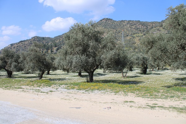Foto - Bu yıl kar değil papatyalar şehri beyaza bürüdü