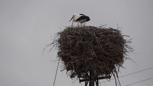 Foto - Bu yıl leyleklerin kafası karıştı