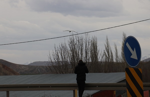 Foto - Bu yıl leyleklerin kafası karıştı