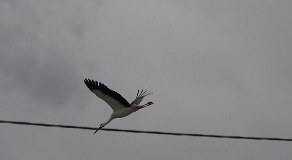 Foto - Bu yıl leyleklerin kafası karıştı