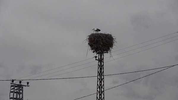 Foto - Bu yıl leyleklerin kafası karıştı