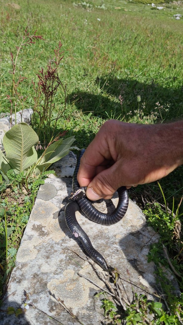 Foto - Bu yılan tek ısırığıyla yüz kişiyi öldürebilir! Bursa'da mantar ararken buldu