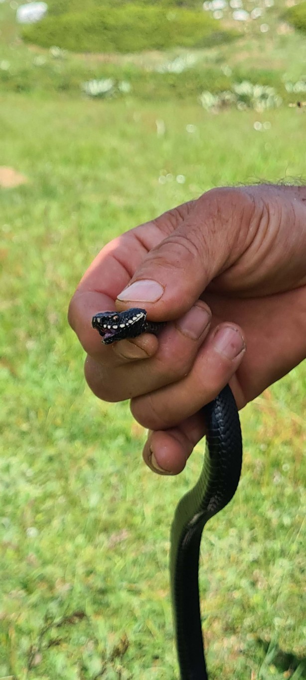 Foto - Bu yılan tek ısırığıyla yüz kişiyi öldürebilir! Bursa'da mantar ararken buldu