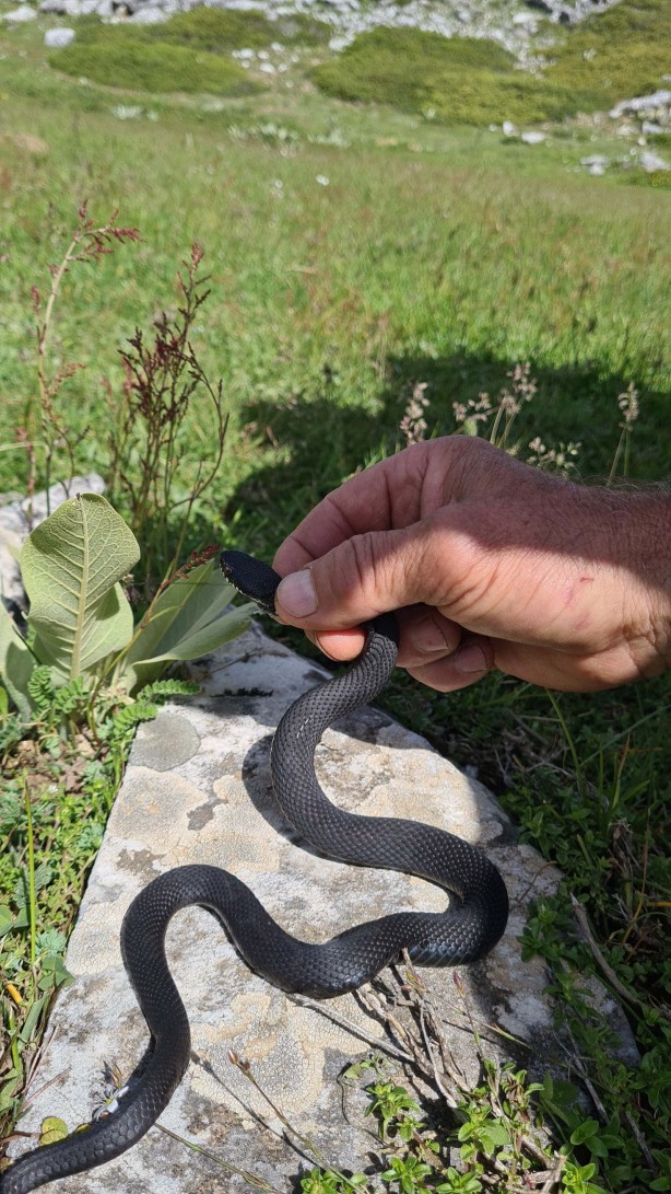 Foto - Bu yılan tek ısırığıyla yüz kişiyi öldürebilir! Bursa'da mantar ararken buldu