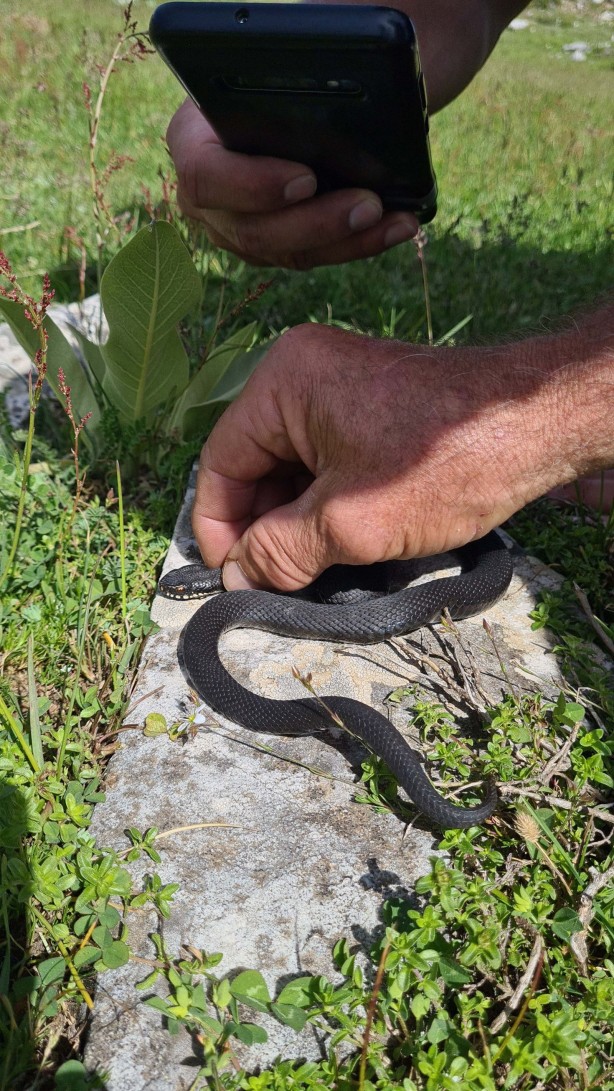 Foto - Bu yılan tek ısırığıyla yüz kişiyi öldürebilir! Bursa'da mantar ararken buldu