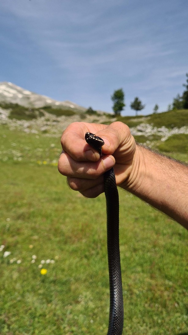 Foto - Bu yılan tek ısırığıyla yüz kişiyi öldürebilir! Bursa'da mantar ararken buldu