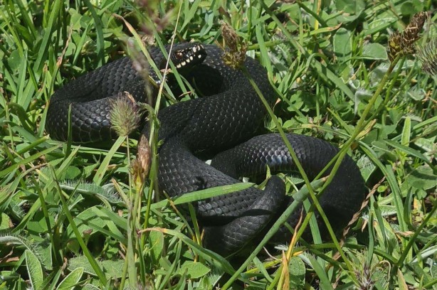 Bu yılan tek ısırığıyla yüz kişiyi öldürebilir! Bursa'da mantar ararken buldu