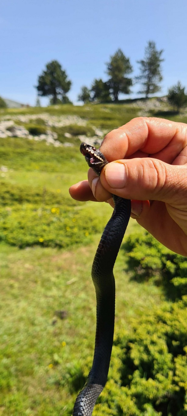 Foto - Bu yılan tek ısırığıyla yüz kişiyi öldürebilir! Bursa'da mantar ararken buldu