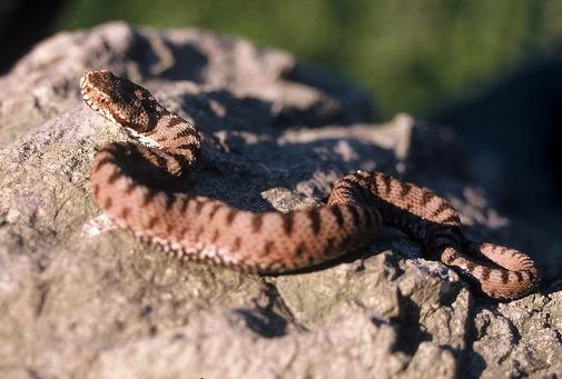Foto - Bu yılanı görürseniz kaçmayın! Nedeni ise...