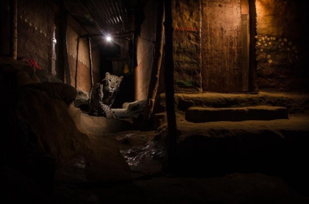 Foto - Yılın en vahşi yaşam fotoğrafları seçildi