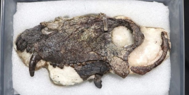 Bu yırtıcı, korkunç kafa: Önce Güney Amerika'ya hükmetti! Dönemi: 265 milyon yıllık bir fosil bulundu! Paylaşım yapıldı