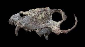 Foto - Bu yırtıcı, korkunç kafa: Önce Güney Amerika'ya hükmetti! Dönemi: 265 milyon yıllık bir fosil bulundu! Paylaşım yapıldı