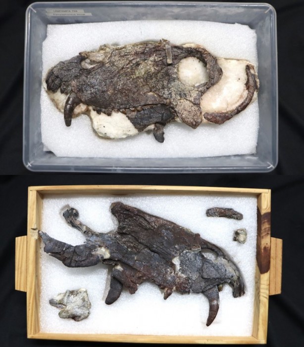 Foto - Bu yırtıcı, korkunç kafa: Önce Güney Amerika'ya hükmetti! Dönemi: 265 milyon yıllık bir fosil bulundu! Paylaşım yapıldı