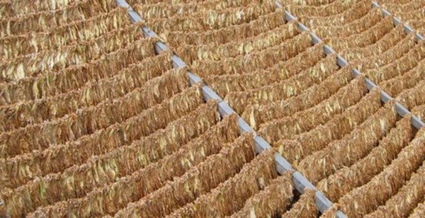 Foto - Bu yiyecekler beyni tehdit ediyor!