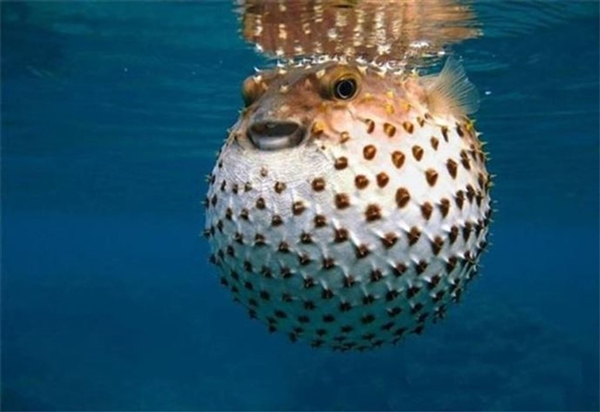 Bu yiyecekler ölümcül tehlike taşıyor!