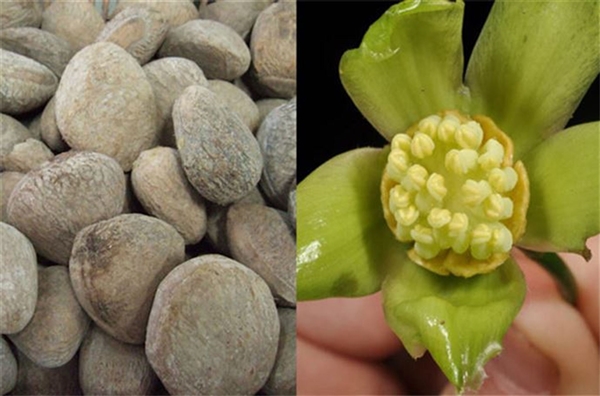 Foto - Bu yiyecekler ölümcül tehlike taşıyor!