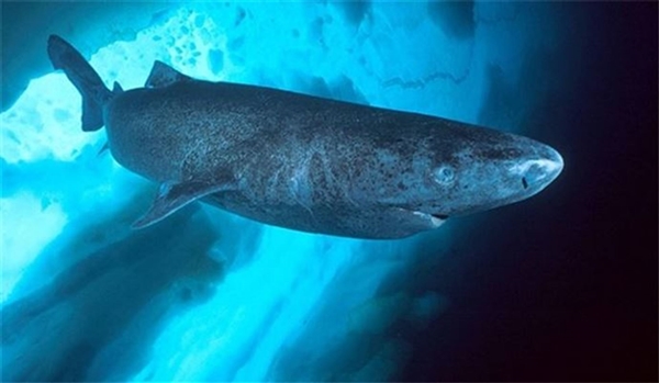 Foto - Bu yiyecekler ölümcül tehlike taşıyor!