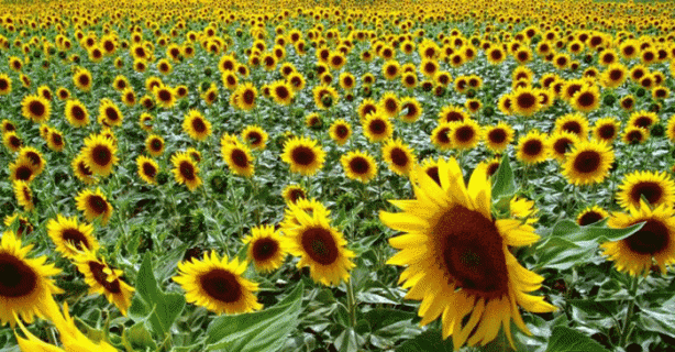 Foto - Bu yiyecekler Osmanlı kültürüne ne zaman girdi?