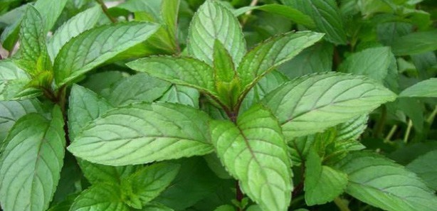 Foto - Bu yiyecekler sigarayı bıraktırıyor