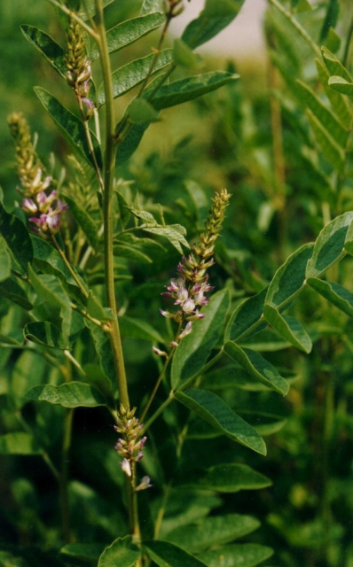 Foto - Bu yiyecekler sigarayı bıraktırıyor